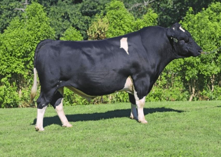 Image du taureau Hallville As Cola S2F