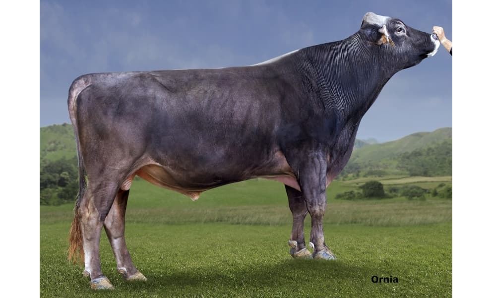 Image du taureau Top Acres Buffy ET