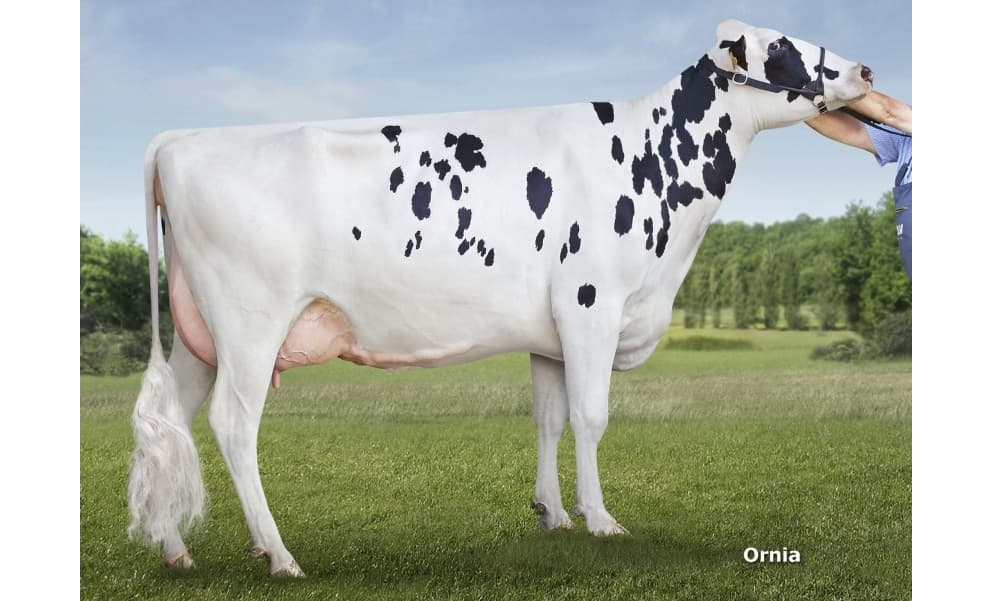 Image du taureau Gener Siset